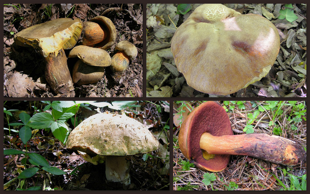 Ritrovamenti 19 giugno 2011.